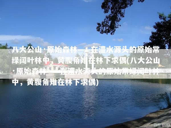 八大公山·原始森林——在澧水源头的原始常绿阔叶林中，黄腹角雉在林下求偶(八大公山·原始森林——在澧水源头的原始常绿阔叶林中，黄腹角雉在林下求偶)