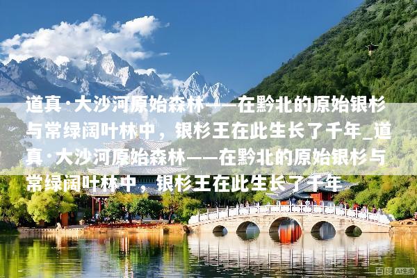 道真·大沙河原始森林——在黔北的原始银杉与常绿阔叶林中，银杉王在此生长了千年_道真·大沙河原始森林——在黔北的原始银杉与常绿阔叶林中，银杉王在此生长了千年